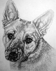 Red Heeler thumbnail