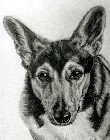 Welsh Corgi thumbnail